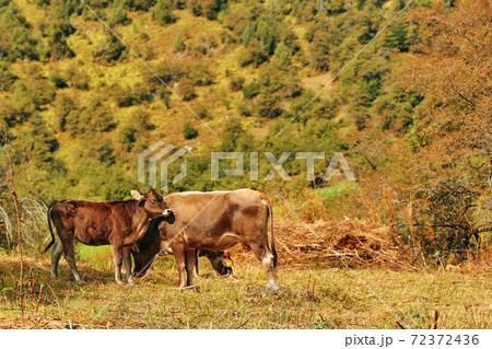 Summer mountain landscape with cow and calf. Summer mountain landscape with cow and calf. 72372436