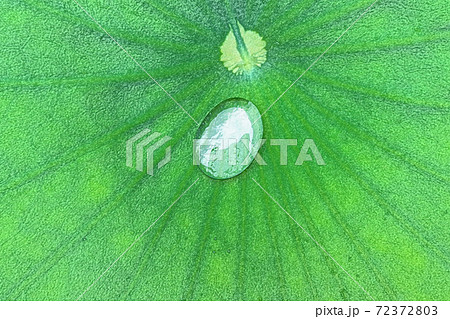 三室戸寺の 蓮の葉と水滴 色鉛筆画風のイラスト素材