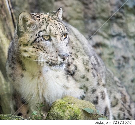 【多摩動物園公園のユキヒョウ】 【多摩動物園公園のユキヒョウ】 72373076