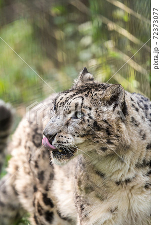 【多摩動物園公園のユキヒョウ】 【多摩動物園公園のユキヒョウ】 72373077