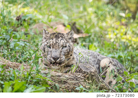 多摩動物園公園のユキヒョウ の写真素材