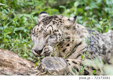 多摩動物園公園のユキヒョウ の写真素材 多摩動物園公園のユキヒョウ の写真素材
