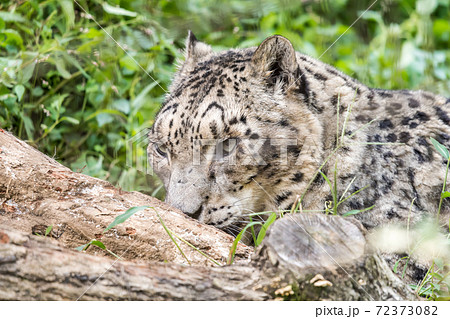 【多摩動物園公園のユキヒョウ】 【多摩動物園公園のユキヒョウ】 72373082