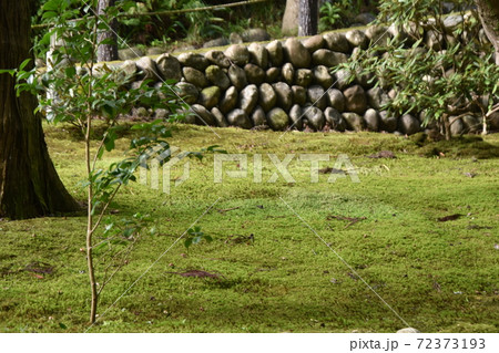 緑の苔が生える庭の写真素材 緑の苔が生える庭の写真素材