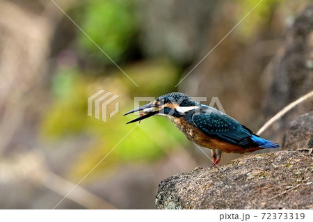 まるまる太った小魚を食べるカワセミ幼鳥の写真素材
