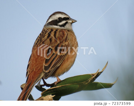 枝にとまるホオジロ 枝にとまるホオジロ 72373599