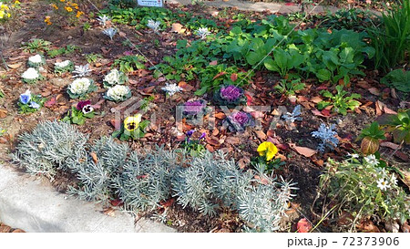 こじま花の会花畑のビオラと葉ボタンとシロタエギクの写真素材
