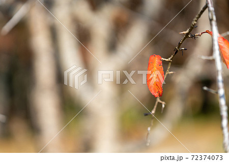 枝に残った葉っぱ 72374073