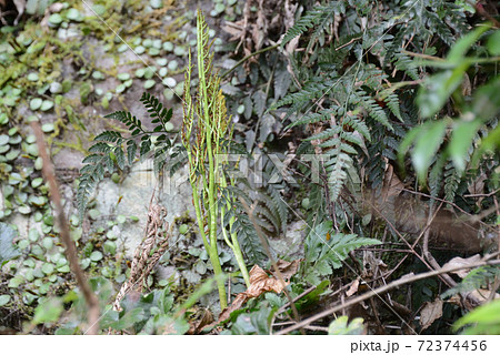 オオハナワラビ（大花蕨）の胞子嚢穂 72374456