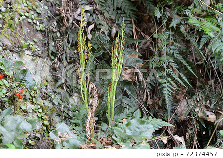 オオハナワラビ（大花蕨）の胞子嚢穂 72374457
