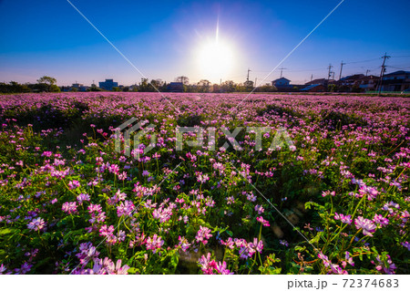 レンゲ畑の夕景 72374683
