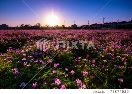 レンゲ畑の夕景 72374689