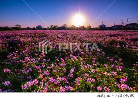 レンゲ畑の夕景 72374690