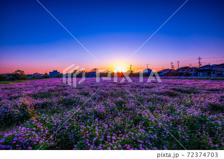 レンゲ畑の夕景 72374703