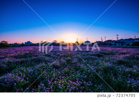 レンゲ畑の夕景 72374705