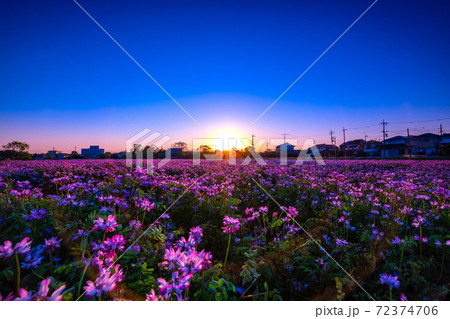 レンゲ畑の夕景の写真素材
