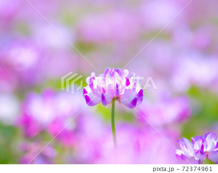 レンゲ畑 72374961