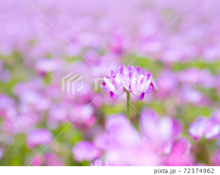 レンゲ畑 72374962