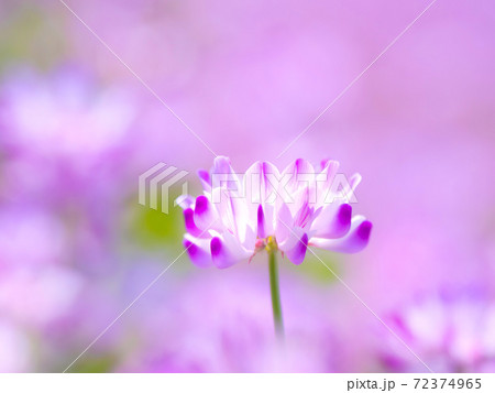 レンゲ畑 72374965