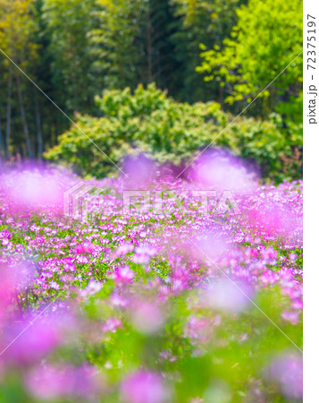 レンゲ畑 72375197