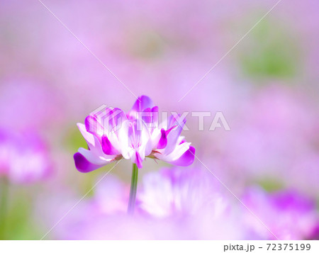 レンゲ畑 72375199