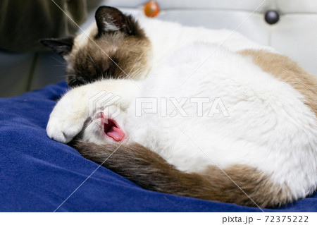 母猫と赤ちゃん猫 72375222