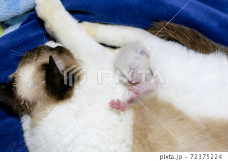 母猫と赤ちゃん猫 72375224