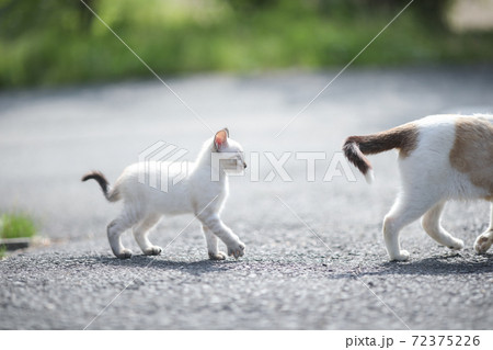 母猫に着いていく子猫 72375226
