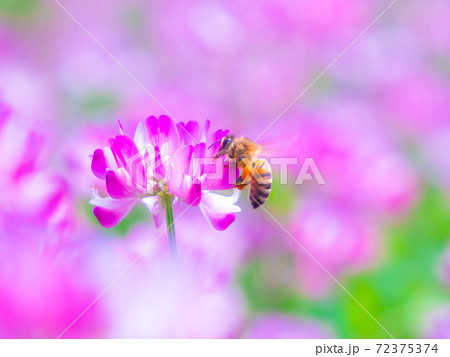 ミツバチとレンゲ畑 72375374