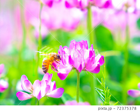 ミツバチとレンゲ畑 72375378