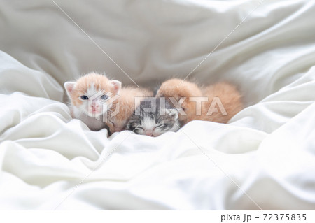 赤ちゃん猫達の写真素材 [72375835] - PIXTA
