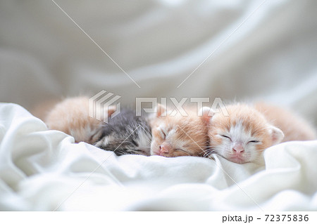 赤ちゃん猫 4匹揃ってお昼寝中の写真素材