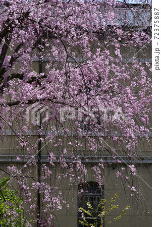 京都府庁旧本館 桜 京都府庁旧本館 桜 72375887
