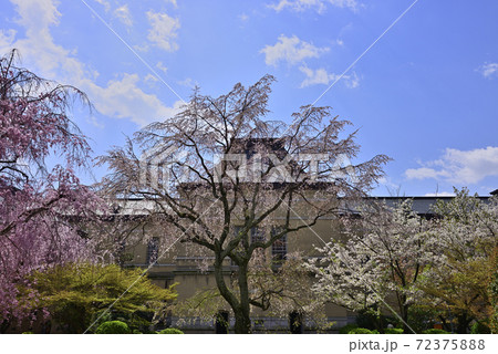 京都府庁旧本館 桜 京都府庁旧本館 桜 72375888