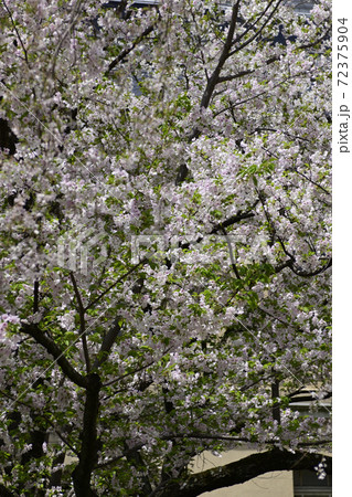 京都府庁旧本館 桜 京都府庁旧本館 桜 72375904
