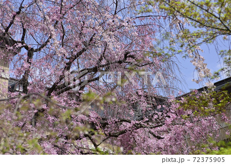 京都府庁旧本館 桜 京都府庁旧本館 桜 72375905