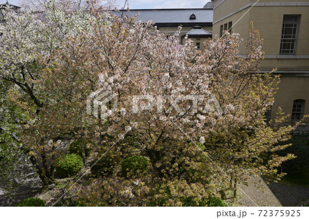 京都府庁旧本館 桜の写真素材