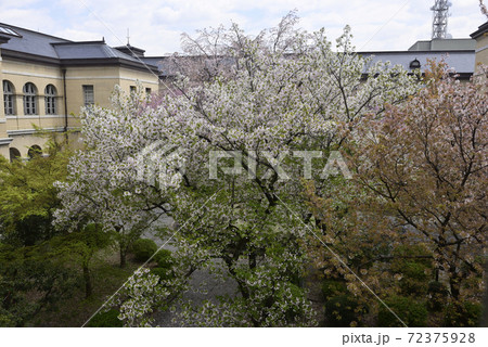 京都府庁旧本館 桜の写真素材