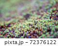 京都の苔 72376122