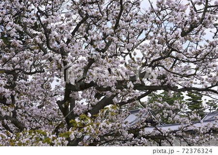 京都御苑　御所御車返桜 72376324