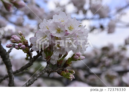 京都御苑　御所御車返桜 72376330