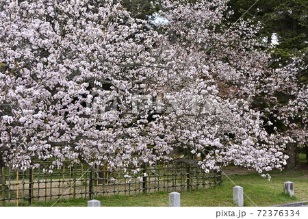京都御苑 御所御車返桜 京都御苑 御所御車返桜 72376334