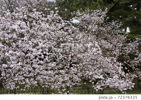 京都御苑　御所御車返桜 72376335