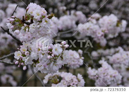 京都御苑　御所御車返桜 72376350