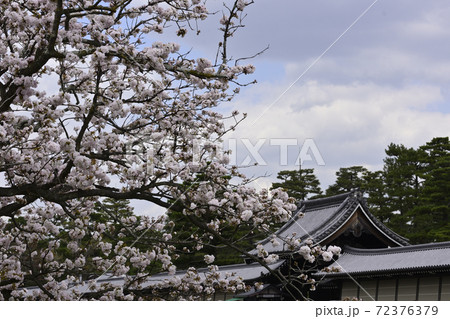 京都御苑 御所御車返桜 京都御苑 御所御車返桜 72376379
