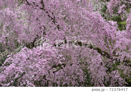 京都御苑 近衛邸跡 紅枝垂れ桜 京都御苑 近衛邸跡 紅枝垂れ桜 72376457