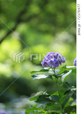 初夏の紫陽花 72376477