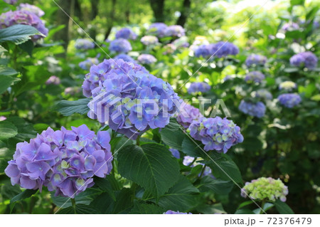 満開の紫陽花 72376479