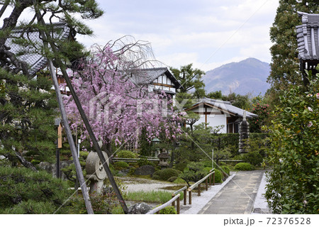 天寧寺　紅枝垂れ糸桜 72376528