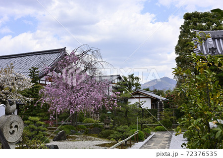 天寧寺　紅枝垂れ糸桜 72376535